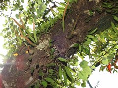 Lemmaphyllum microphyllum