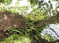 Lemmaphyllum microphyllum