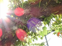 Lemmaphyllum microphyllum