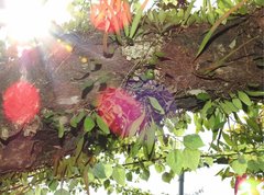 Lemmaphyllum microphyllum