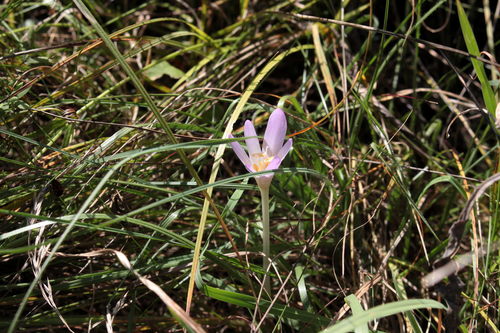 Jesenski mrazovac (Colchicum autumnale)