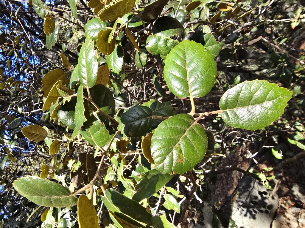 Quercus alnifolia; photograph (c) Aurelijus Narbutas, some rights reserved (CC BY)