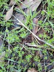 Leptosiphon jepsonii