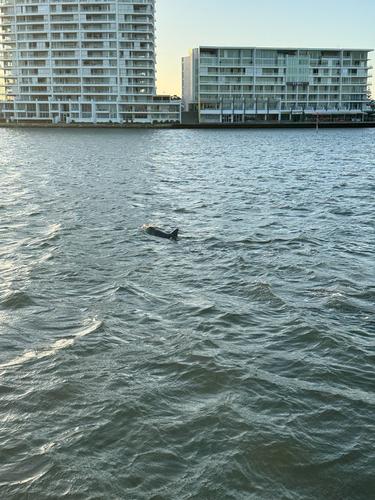 Tursiops aduncus