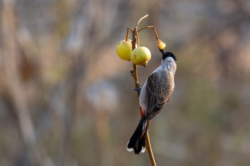 Sooty-headed Bulbul