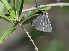 Atlides thargelia