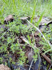 Leptosiphon jepsonii