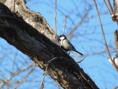 Parus minor