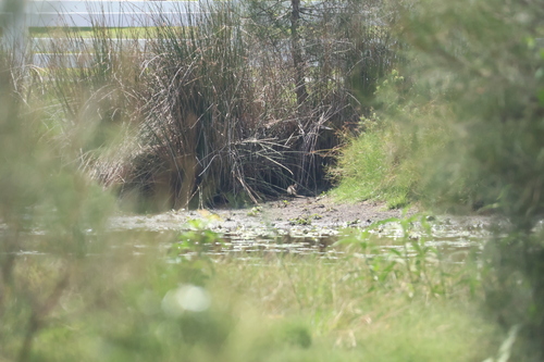 Lewin's Rail (Lewinia pectoralis)