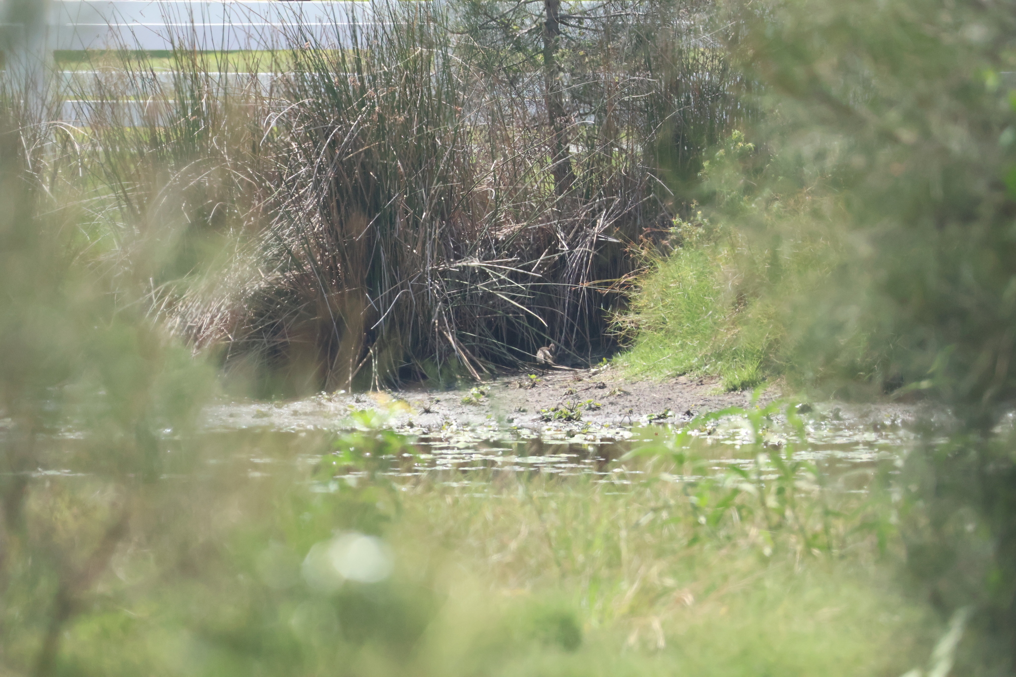 Lewin's Rail (Lewinia pectoralis), photo 1