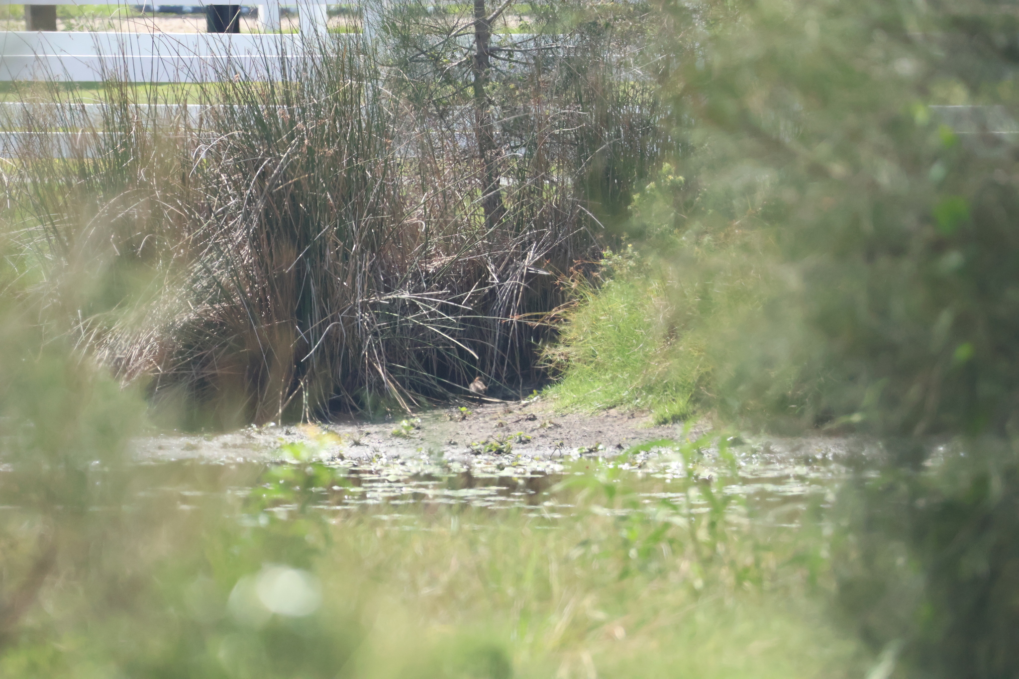 Lewin's Rail (Lewinia pectoralis), photo 3
