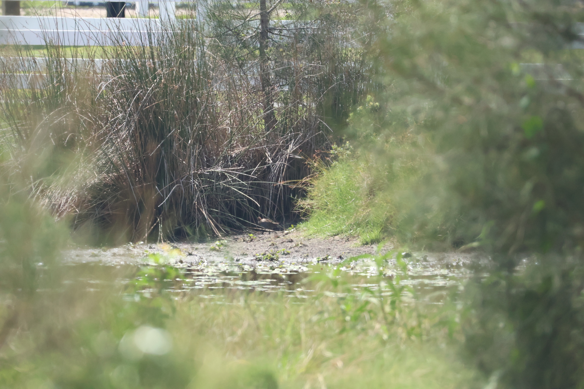Lewin's Rail (Lewinia pectoralis), photo 2