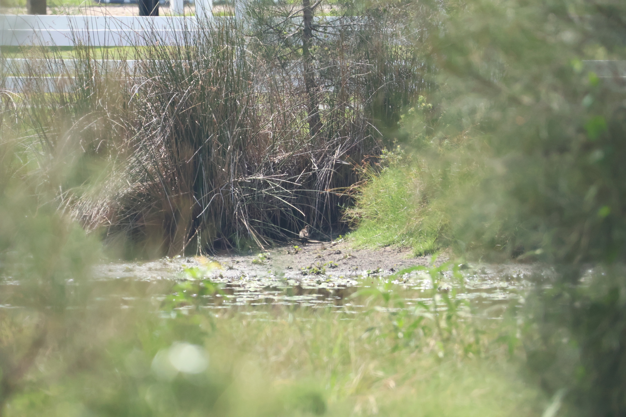 Lewin's Rail (Lewinia pectoralis), photo 4