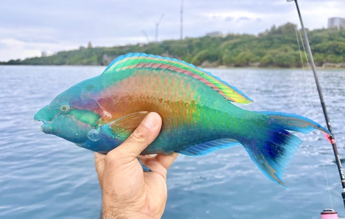Yellow-tail parrotfish (Scarus hypselopterus) — Scaridae — 2