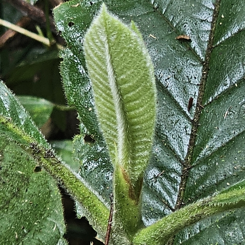 Porterandia observed 2025-09-28