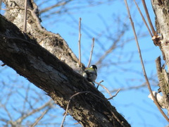 Parus minor
