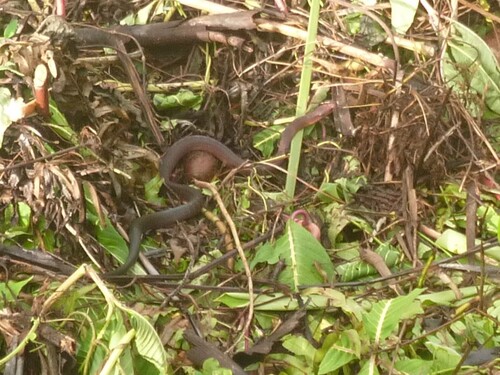 Solomons Coral Snake