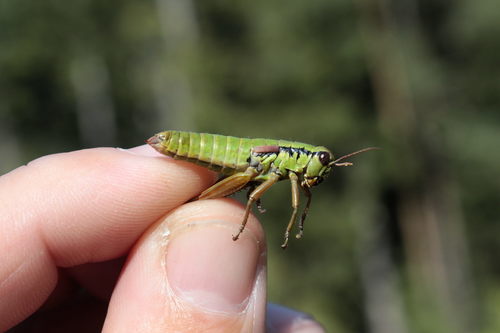 koník Nagyov (Pseudopodisma nagyi)