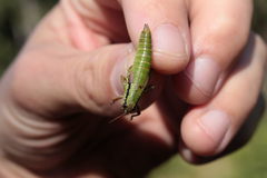 Pseudopodisma nagyi