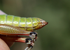 Pseudopodisma nagyi