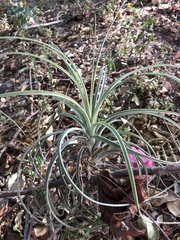 Tillandsia exserta