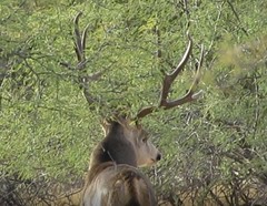 Odocoileus hemionus eremicus