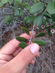Ceanothus megacarpus insularis