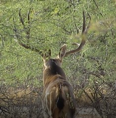 Odocoileus hemionus eremicus