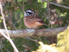Emberiza cioides