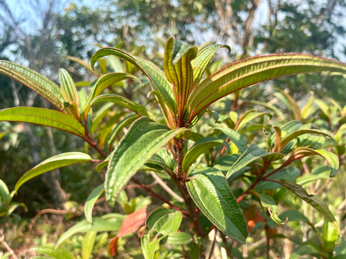 Blood-red Melastoma (Melastoma sanguineum)