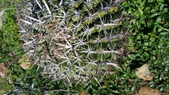 Ferocactus viridescens