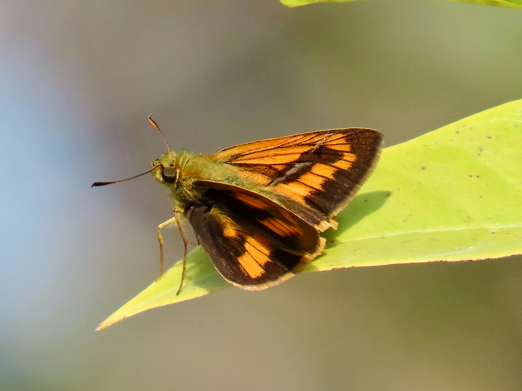 Crested Palm Dart
