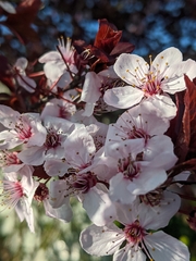 Prunus cerasifera pissardii