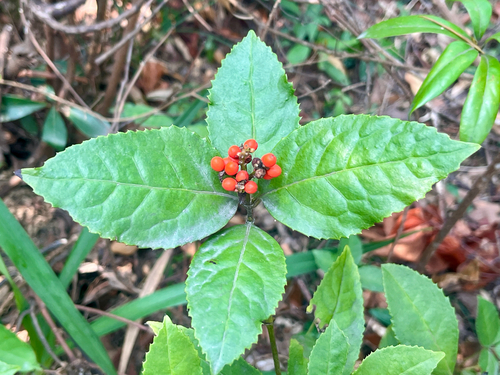 Sarcandra glabra (Sarcandra glabra)