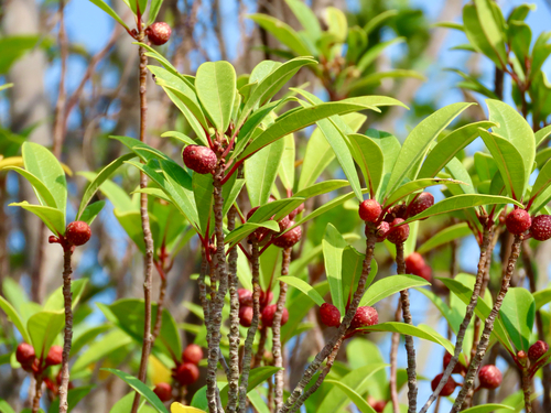 Mountain Fig (Ficus variolosa)
