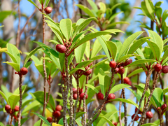 Ficus variolosa, photograph (c) Toby Y, some rights reserved (CC BY)