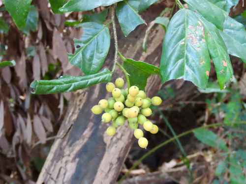 Chinese eagle claw (Desmos chinensis)