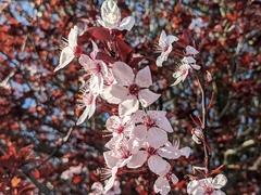 Prunus cerasifera pissardii