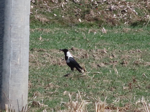 Collared Crow