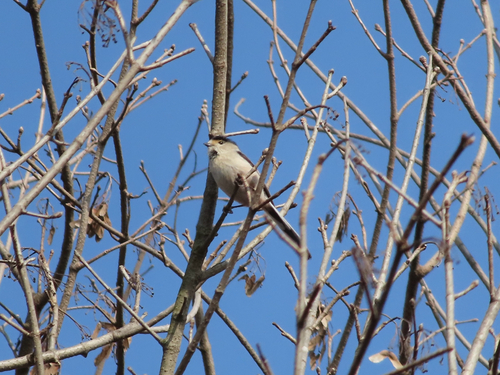 Silver-throated Tit
