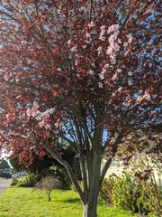 Prunus cerasifera pissardii