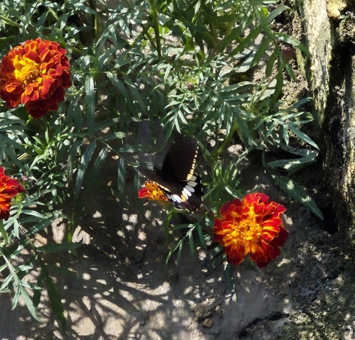 Common Mormon Swallowtail
