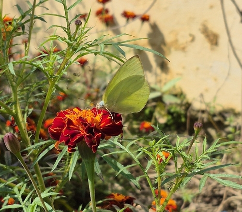 Lemon Migrant