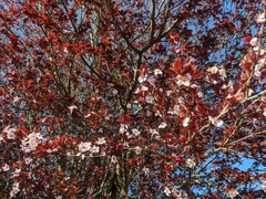 Prunus cerasifera pissardii