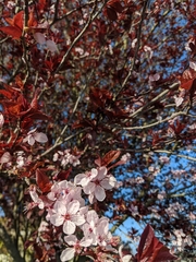 Prunus cerasifera pissardii