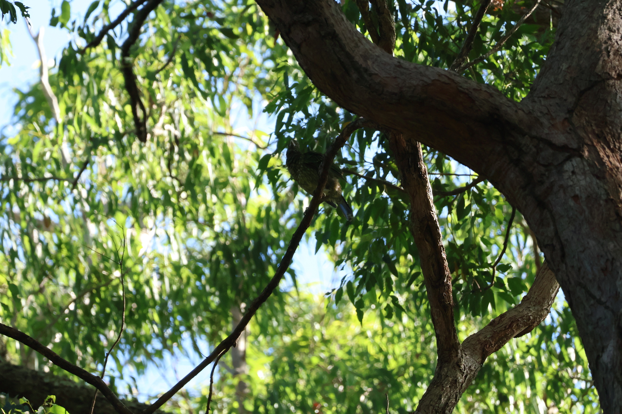 Green Catbird (Ailuroedus crassirostris), photo 10