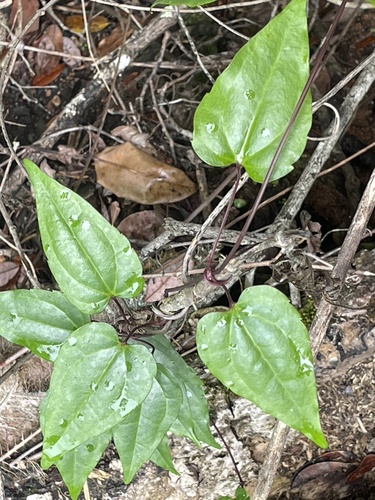 Clematis pickeringii observed 2026-02-20