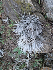 Tillandsia albida