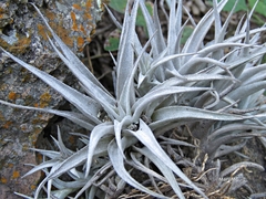 Tillandsia albida