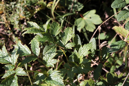 Image of Actaea europaea by (c) jfgodeau, some rights reserved (CC BY-SA)